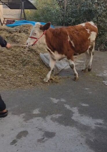 Məhsul: Dana (Simental tipli, al-qəhvəyi və ağ rəngli) Xüsusiyyətlər