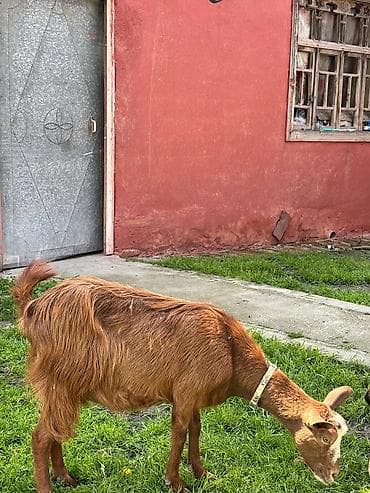 ucuz pisik yemekleri: 2-ci qarın əkiz balalı Alpin keçisi, balaları Hələbin mələzidir. Bir — 6