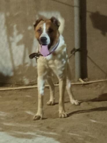 it ucun et: Qurdbasar, 1 il, Erkek — 2