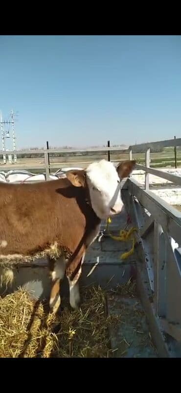 Mercedes-Benz: Satışda: ətlik istiqamətli dana - Cins tipi: Simmental qarışığı — 7