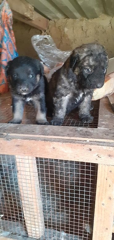 afçarka: Peyvəndli — 6