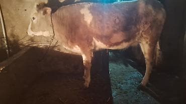 it yem: Satışda: kənd təsərrüfatı heyvanı – dana/inek (simmental tipli) — 9