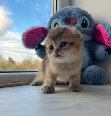 azeri it adlari: Britan — 8