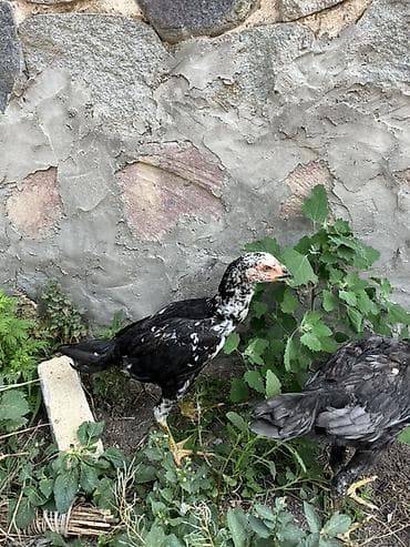 K/t heyvanları və malları: Toyuq cücələri, Damazlıq — 1