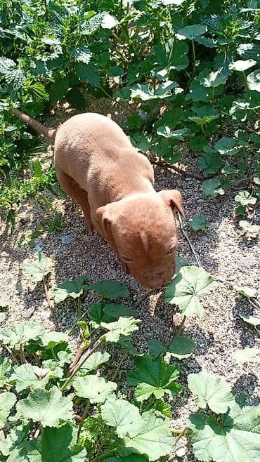 alman coban iti: Pitbul, 1 ay, Dişi, Peyvəndli, Ünvandan götürmə — 8