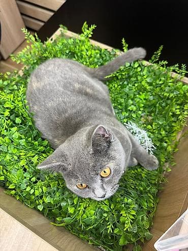 ilan oyuncaq: Britan, Dişi, Yaxşı əllərə, Ünvandan götürmə — 4