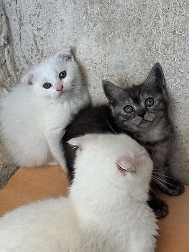 Şotland yastı qulaq