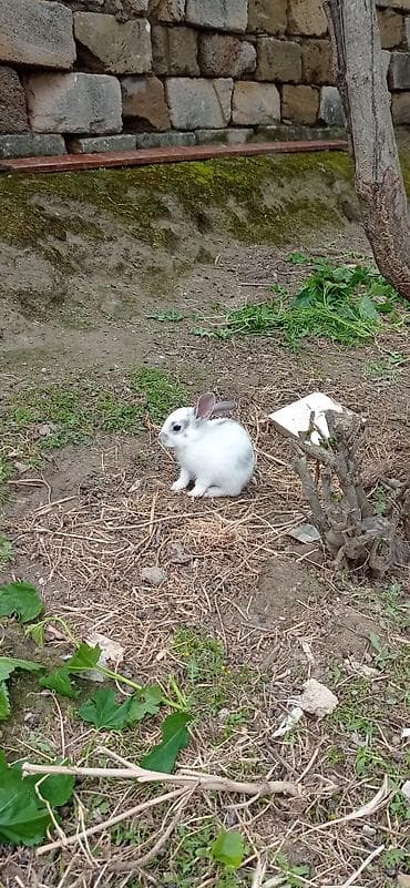 dovsan sekilleri: Ağ rəngli, qara və boz ləkəli ev dovşanları - Növ: dekorativ/ev — 7