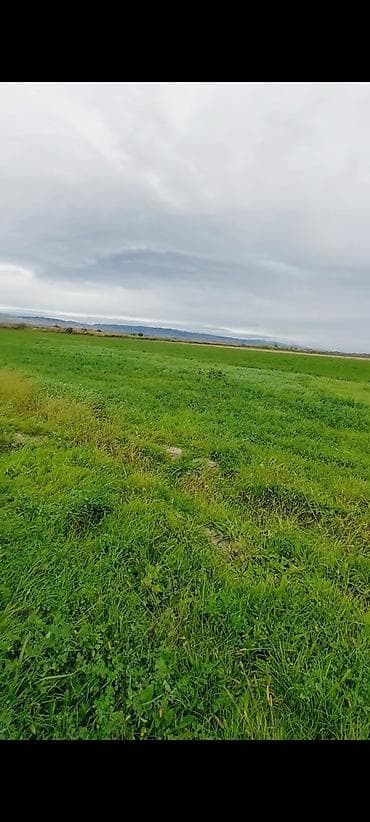 yeni bakı kirayə evlər: Kənd təsərrüfatı — 2