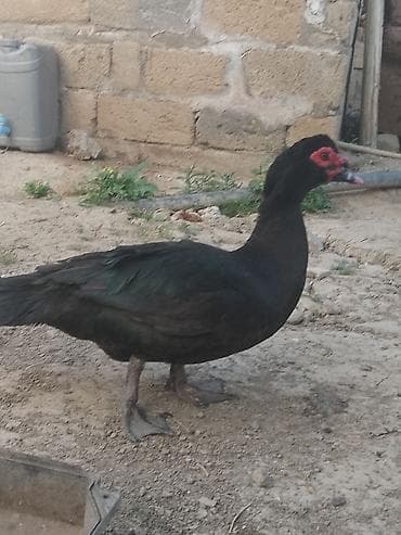 tovuz qusu yumurtasi: Erkək, Ətlik, Ünvandan götürmə — 1