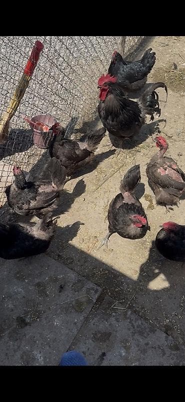 Куры: Qara rəngli toyuq və xoruzlar – yerli təsərrüfatdan avstralop 12 fərə — 3