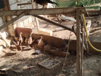 feniks quşu: Nadir dekorativ quşlar – fazanlar - Növlər: Şəklərdə müxtəlif — 10