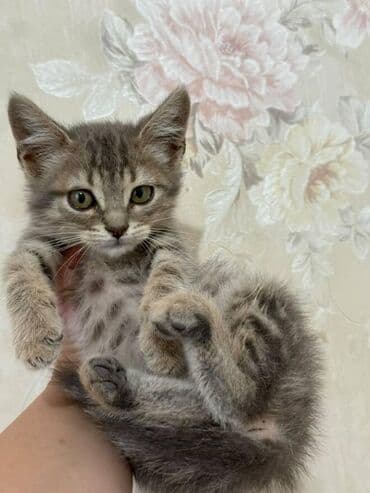 pişik paltarları: Amerikan Shorthair, Dişi, Yaxşı əllərə — 18