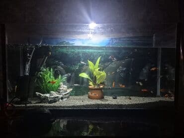 Dördbucaq akvarium, Balıqlarla birlikdə, 70 l, Ödənişli çatdırılma
