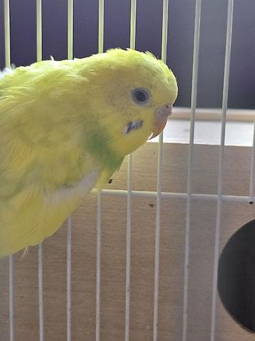 Məhsul: Dalmatin/limon rəng çalarları olan cüt dalmaçyalı-budgerigar