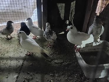 qumru quşu: Dirkolar tecli satlir riyal alan qimet razlscam - Növ: ev/yarış/seyir — 5