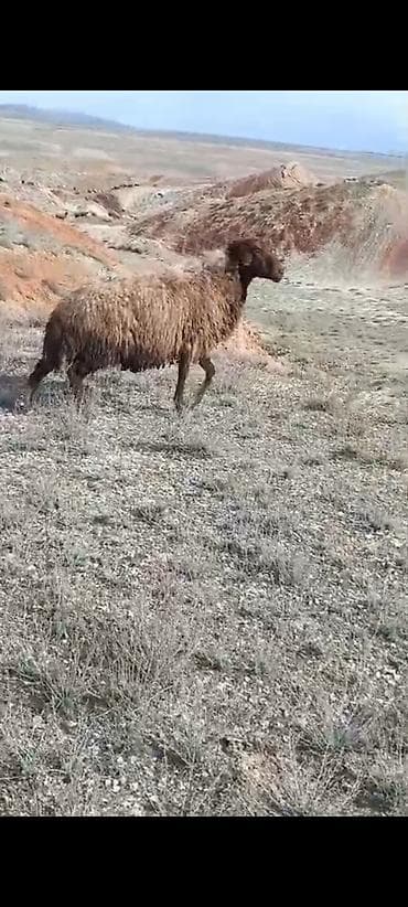 4dənə qala sortu qoçu isteyen buyursun