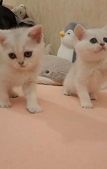cutlesme disi: Şotland yastı qulaq, Erkək, Dişi, Yaxşı əllərə, Ödənişli çatdırılma — 7