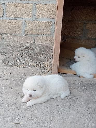 xaski it sekilleri: Akita-inu, Dişi, Peyvəndli, Pulsuz çatdırılma — 1