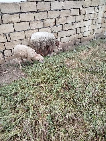 quzu balası: Qoyun və quzu dəstəsi biri 155 se tek biri - Ana qoyunlar və balaları — 1