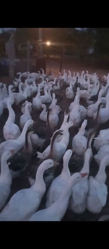 ozturkler qaz: Dişi, Damazlıq — 2