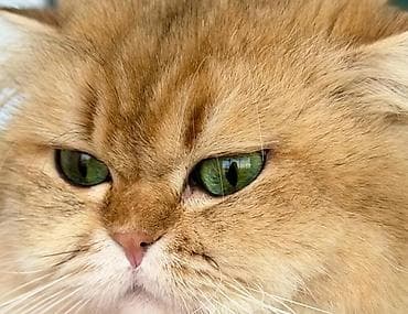 Pişiklər: Qızıl şinşilla, Erkək, Cütləşmə üçün — 5