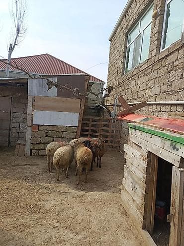 qoyun boğaz: Erkəy quzular — 4