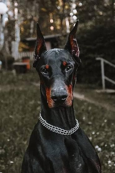 heyvan it: Doberman — 5