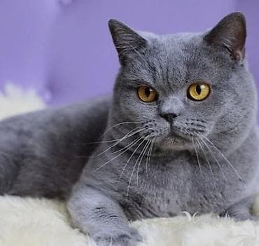 pisik şotlant: Şotland, Erkək, Yaxşı əllərə, Ünvandan götürmə — 5