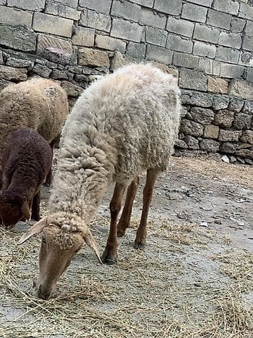 Pişiklər: Boğaz qoyun satılır yelin tərpədib — 2