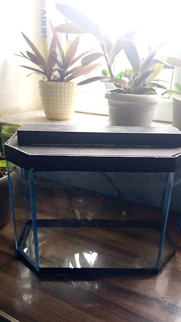 Heyvan aksesuarları seti - Akvarium: çoxbucaqlı formalı şüşə lalafo.az -da Heyvan aksesuarları seti - Akvarium: çoxbucaqlı formalı şüşə