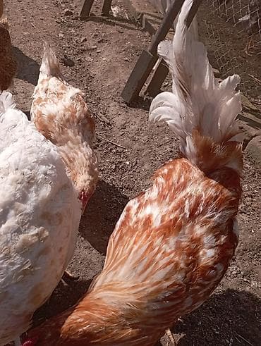 toyuq ayağı: Toyuq, Ətlik — 7