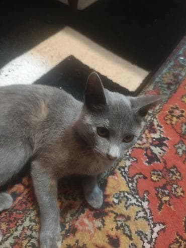 fars pişik: Boz rəngli ev pişiyi - Tük rəngi: vahid boz (açıq-boz çalarlarla) — 3