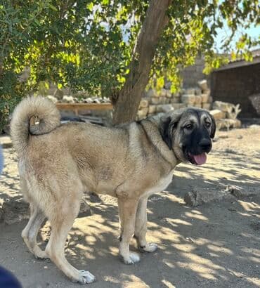 Kanqal, 7 ay, Erkek, Peyvəndli, Ünvandan götürmə