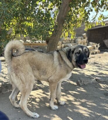 cau cau iti: Kanqal, 7 ay, Erkek, Peyvəndli, Ünvandan götürmə — 1