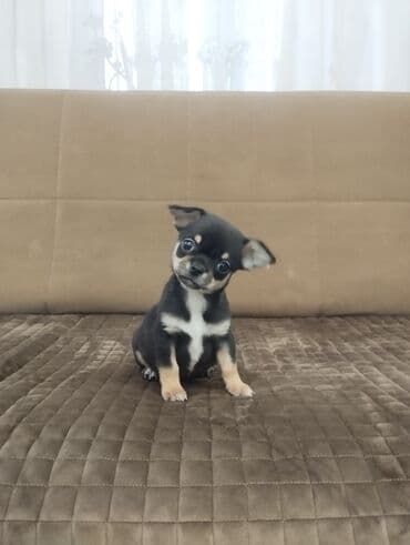 ov itlerinin satisi: Çixuahua, 2 ay, Erkek, Peyvəndli — 7