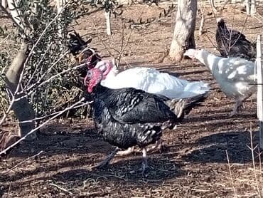 cin bildircin: Hinduşka sürüsü – qara və ağ rəngli fərdlər hinduşkalar satilir — 8