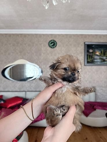 ucuz ev itləri: Pekines, 2 ay — 5