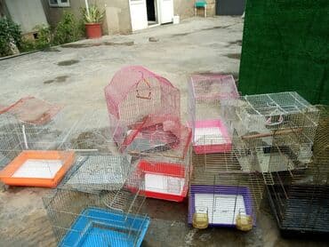quş qəfəsi: Korella qefesi jako kletkasi qus qefesi 40 Azn — 2