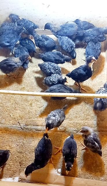 qus iran: Toyuq cücələri, Ətlik, Ünvandan götürmə, Ödənişli çatdırılma — 3