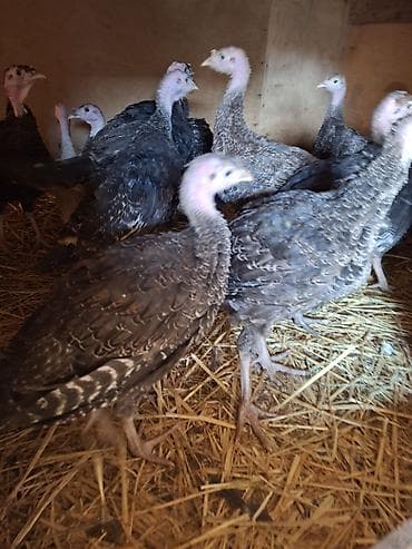 heyvan dermanlari: Salam Təmiz qan Amerkan Bronz cinsli suretli böyüyən çox yumurtayan ev — 10