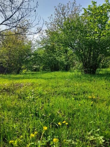 аренда и продажа недвижимости: 30 sot, Kənd təsərrüfatı, Mülkiyyətçi, Kupça (Çıxarış) — 4