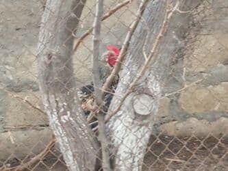 Inəklər, öküzlər: 9aylıq xoruzlar satılır — 4