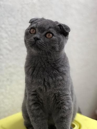 Digər heyvanlar: Şotland — 5