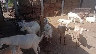 теке: Ağ keçilər Sənan və Alpin qarışığıdır. Kariçnivilər sənan və hələb — 2