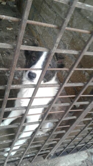 Qurdbasar, 1 il, Erkek, Cütləşmə üçün, Ünvandan götürmə