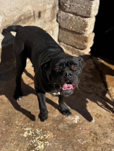 it sortları: Kane-Korso, 2 il, Dişi, Peyvəndli, Pulsuz çatdırılma — 4