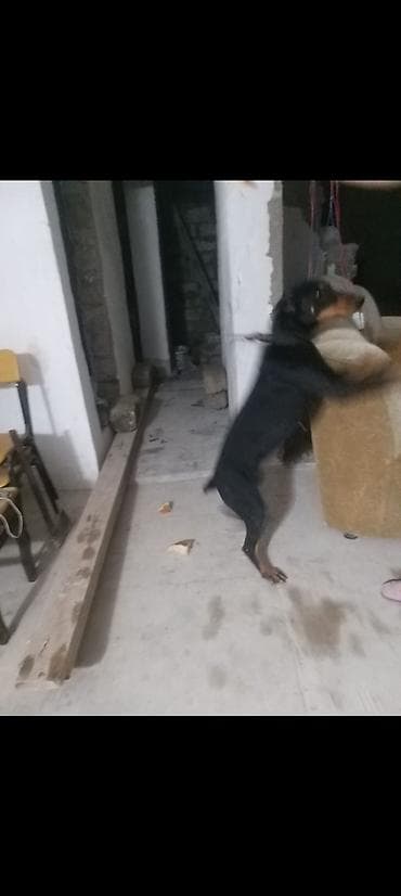 itlerin satişi: Doberman — 4