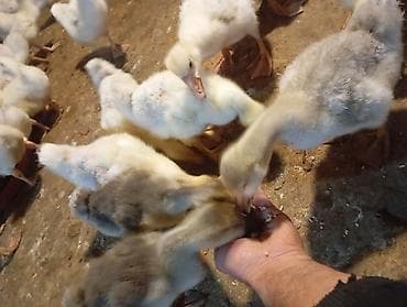 Quşlar: Linda Qaz balaları – yemlə ve otla bəslənmiş, aktiv və çevik sürü — 1