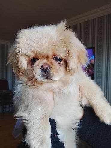 xalli itler: Pekines, 4 ay, Erkek, Pulsuz çatdırılma — 2